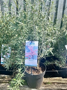 Havtorn `Leikora` hunplante